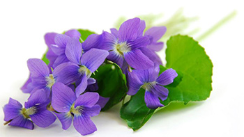Violet Leaf Oil